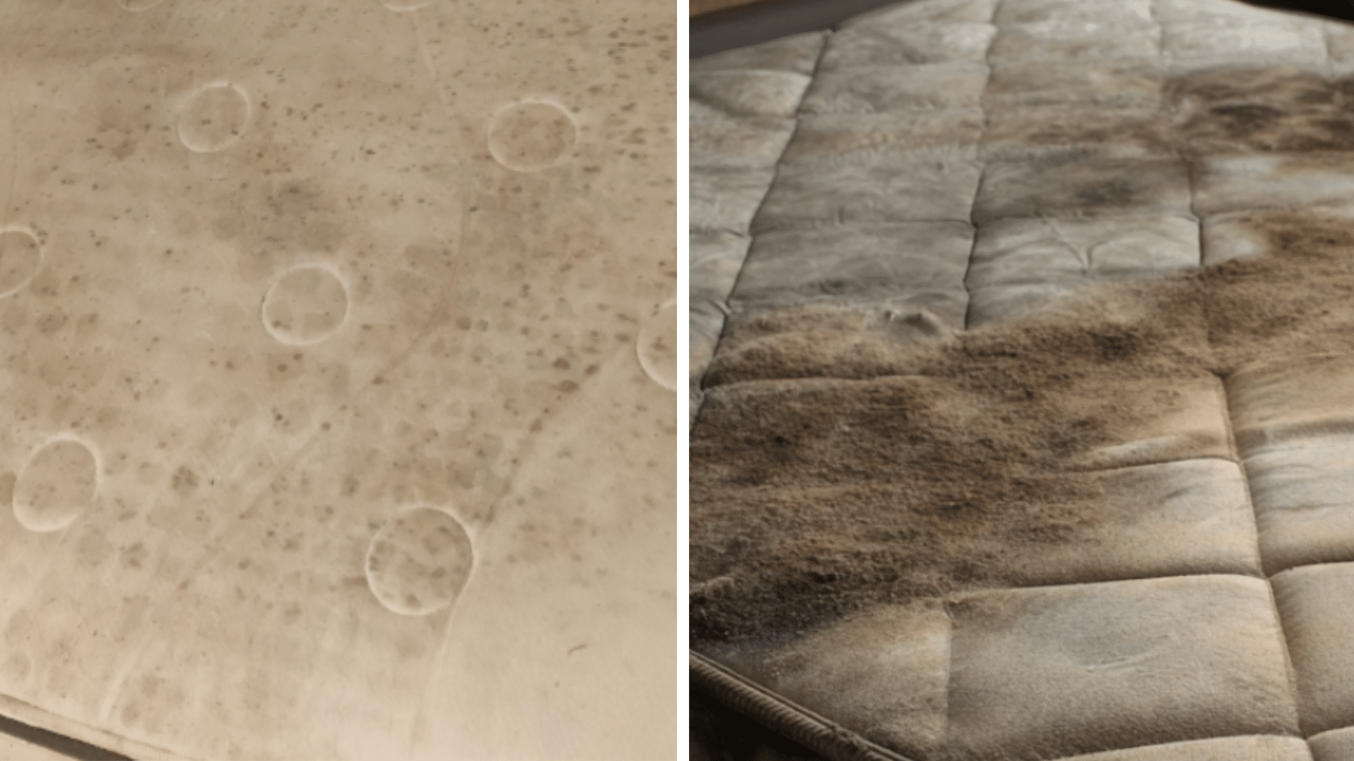 difference-between-mold-mildew